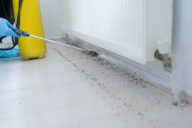 Professional Pest Control in Lawton, OK