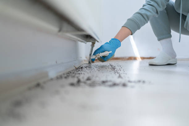 Best Flea Control Services  in Lawton, OK